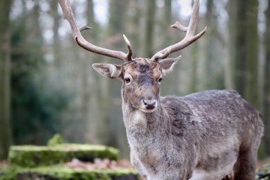 Wildpark Pforzheim