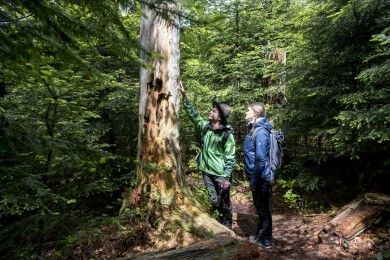 Nationalpark Schwarzwald