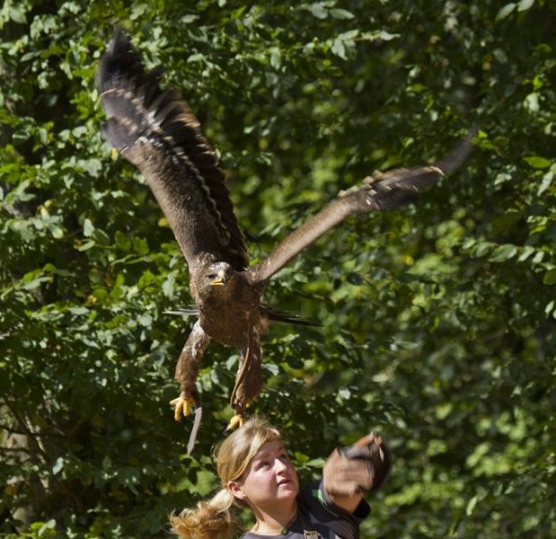 Greifvogelpark Saarburg - Greifvögel hautnah erleben!