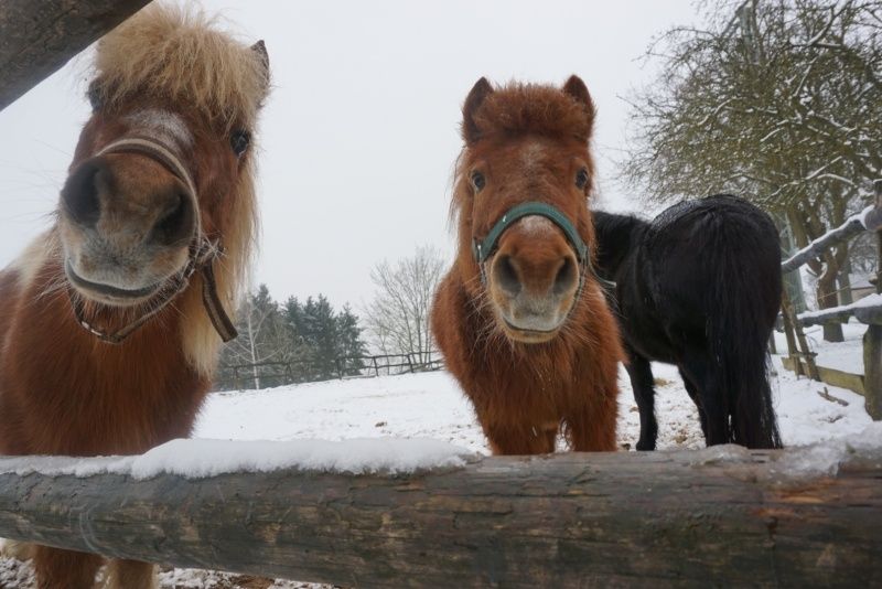 Unsere 3 Ponys Pinky, Alex und Naomi 