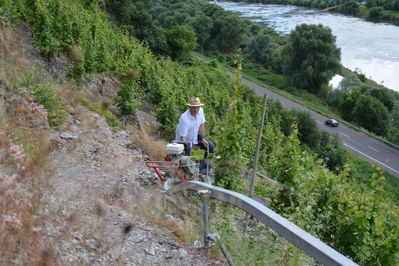 Weingut & Pension Günther Scholtes