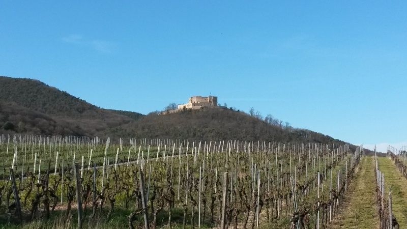 Ferienwohnungen am Hambacher Schlossberg & Weingut Müller-Kern