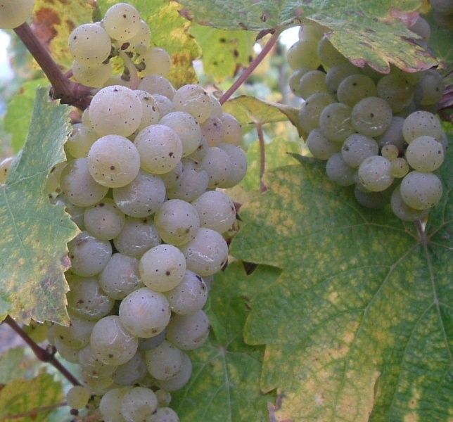 Weingut Jacob Steffen Erben & Ferienhaus