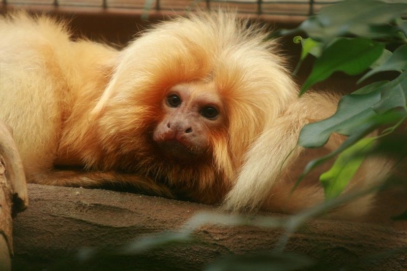 Bild: Zoo Landau in der Pfalz