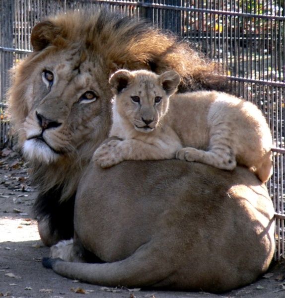 Zoo Neuwied