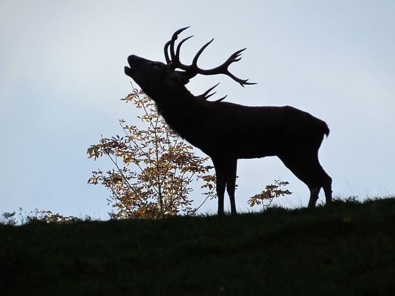 Bild: Wild- und Wanderpark bei Silz