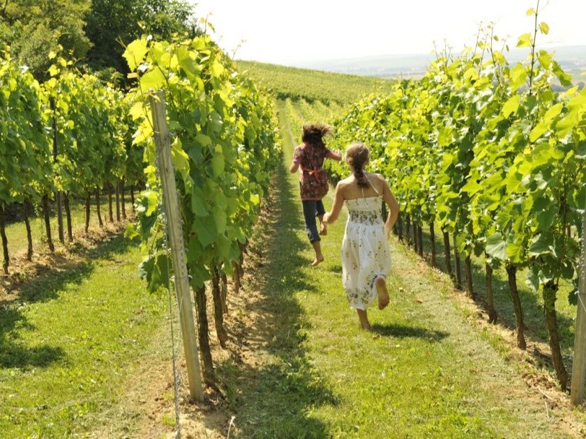 Weinberge soweit das Auge reicht