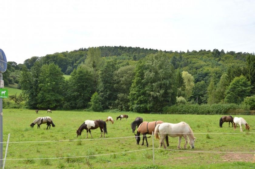 Camping Waldfrieden