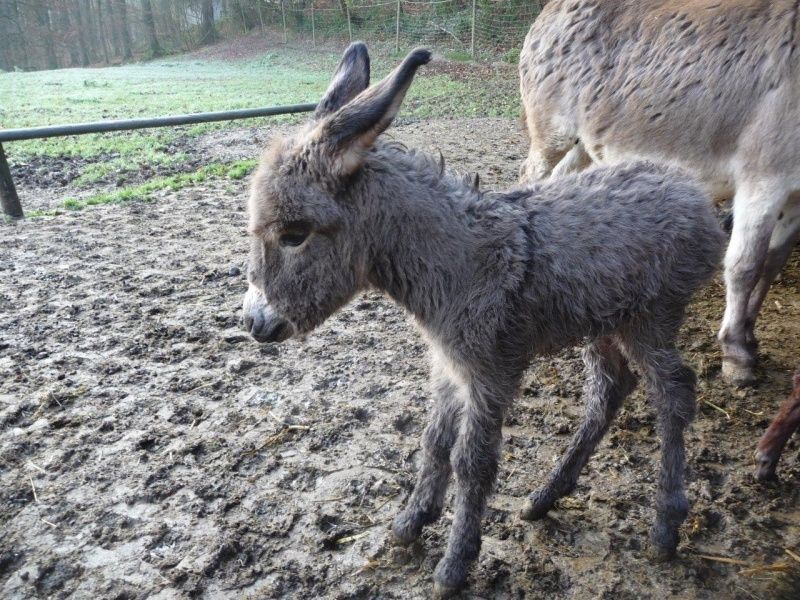 Wild- und Freizeitpark Westerwald