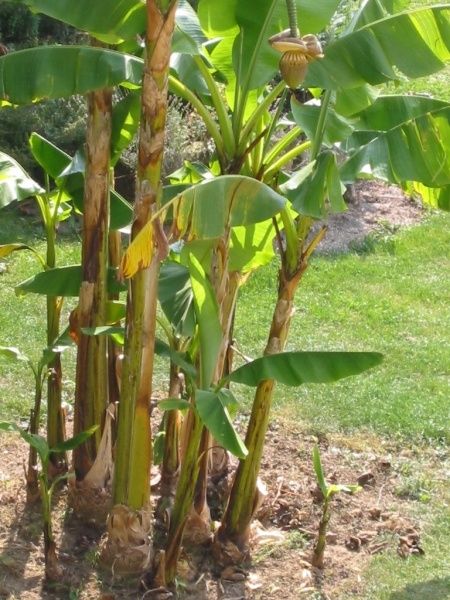 Banenstaude im Garten