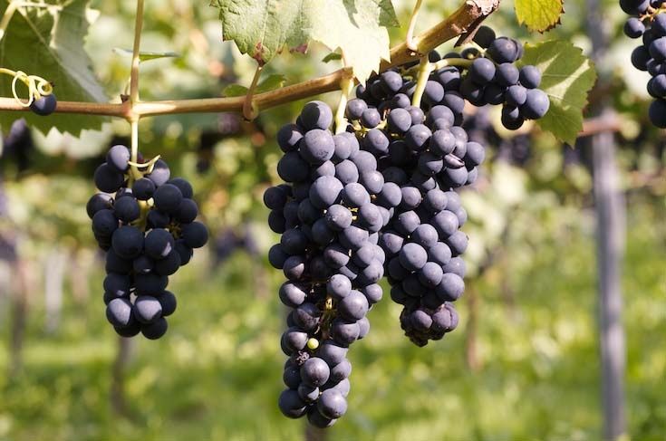 Ferienweingut Otmar Göbel in Ernst an der Mosel