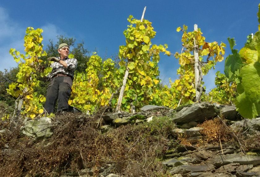 Classisches Weingut Hoffranzen mit Gästezimmern