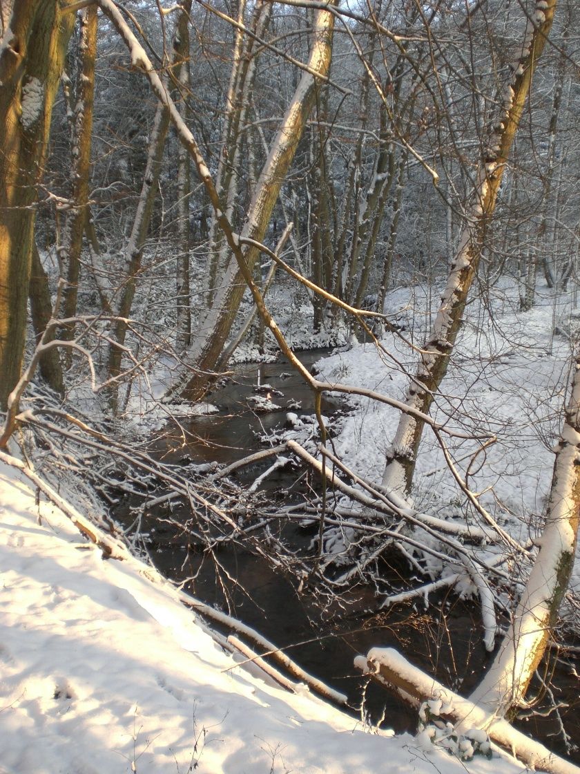 Winter im Pfälzerwald