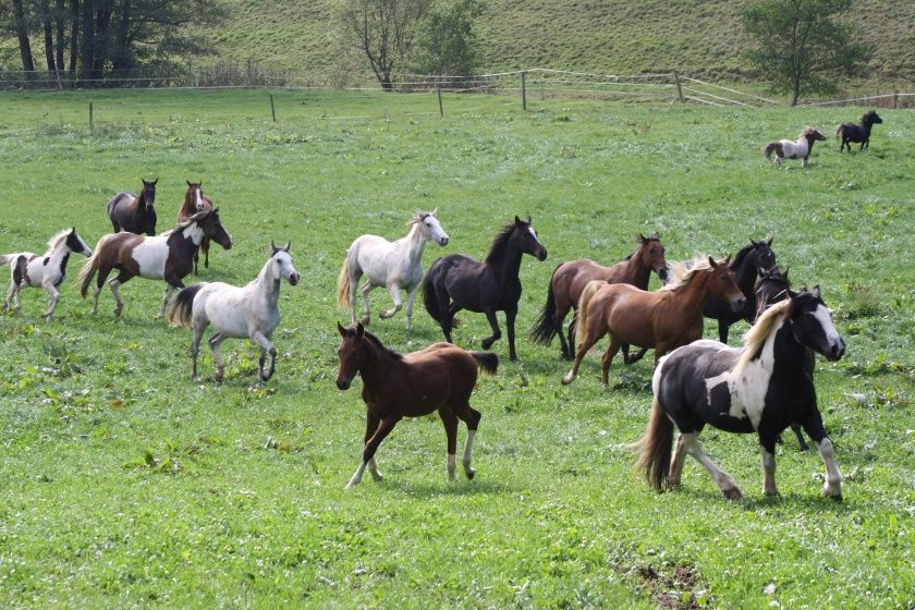 Herbstausritt um die Ranch