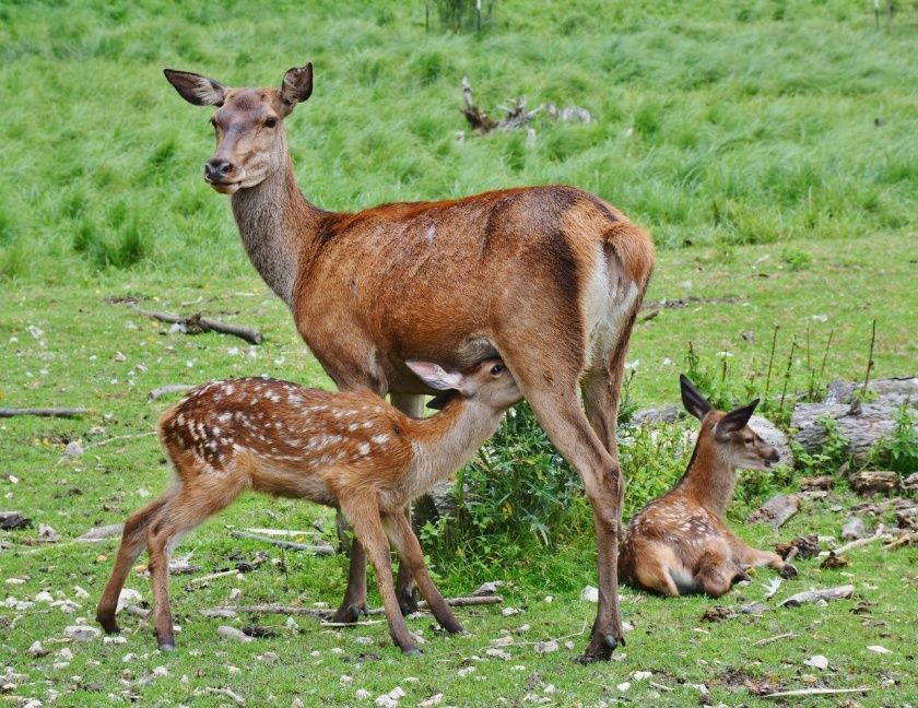 Wildwald Voßwinkel