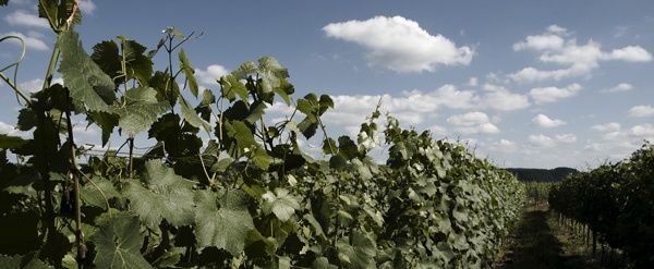 Weingut & Pension Haus Coen