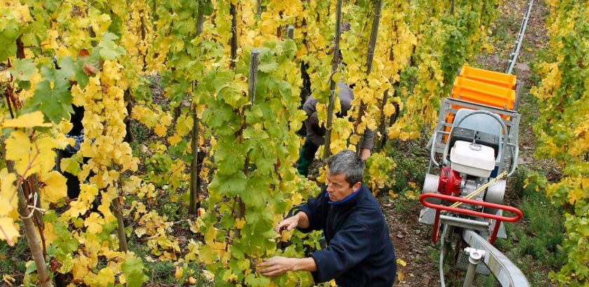 Weingut Haupts Alte Winzerstube an der Mosel