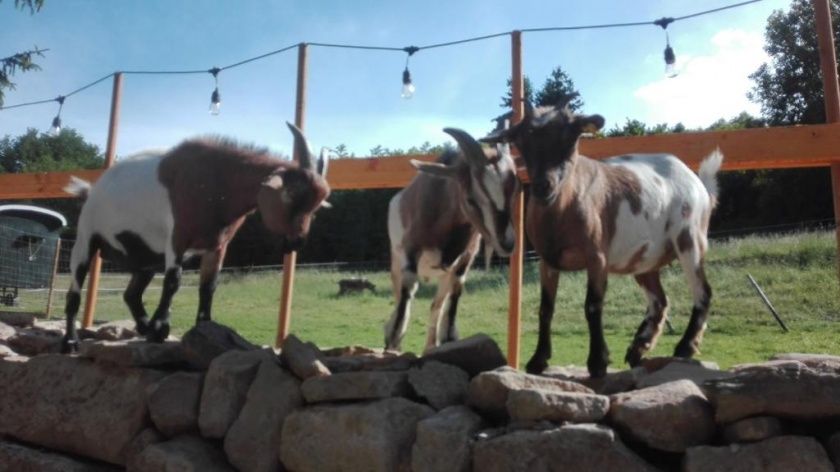 Erlebnisurlaub auf dem Langwieserhof