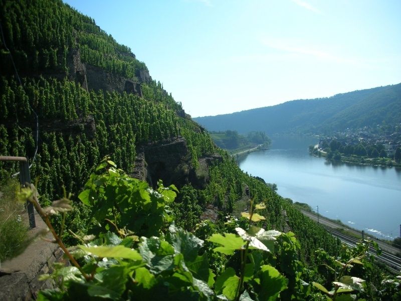 Weingut & Gästezimmer Sturm