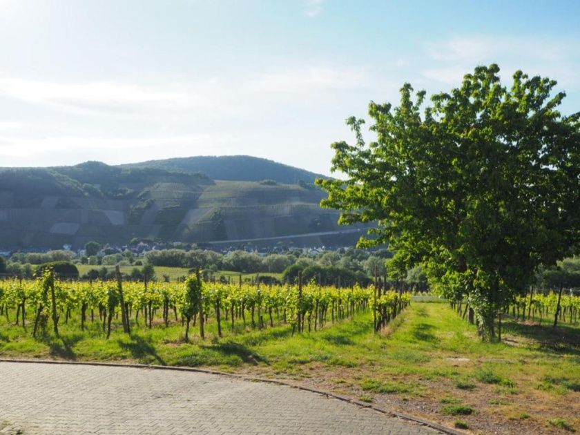 Weingut und Gästehaus Erz