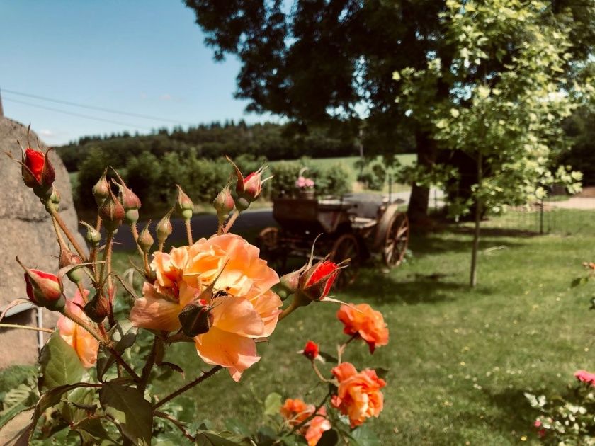 Ferienwohnungen Dornröschenblick