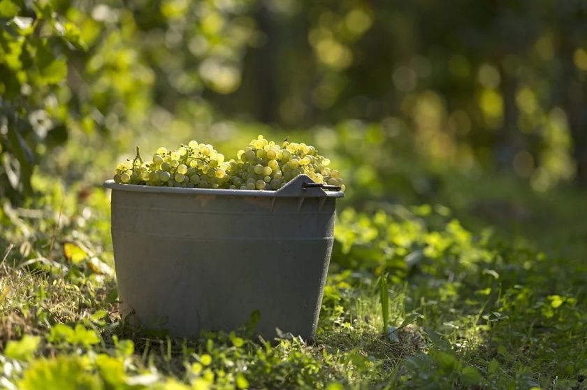 Weingut Josef Matth. Longen in Eitelsbach