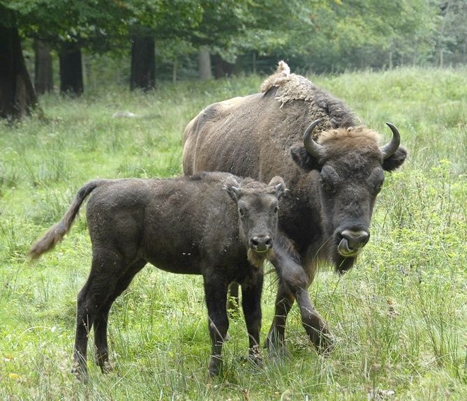 Wild- und Wanderpark Weiskirchen-Rappweiler