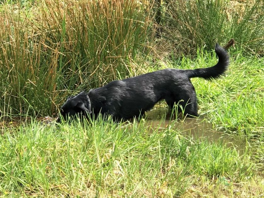 Ferienhaus Omas Häuschen - Urlaub mit Hund in der Eifel