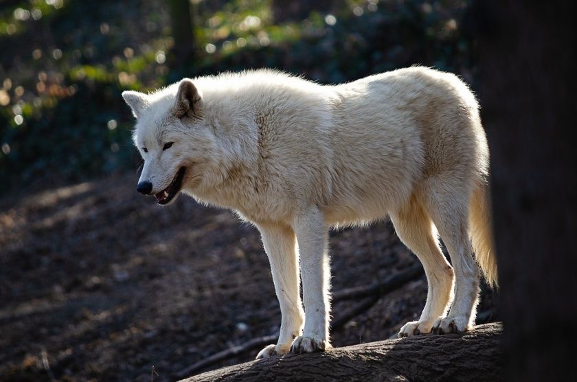 Wild- und Freizeitpark Allensbach