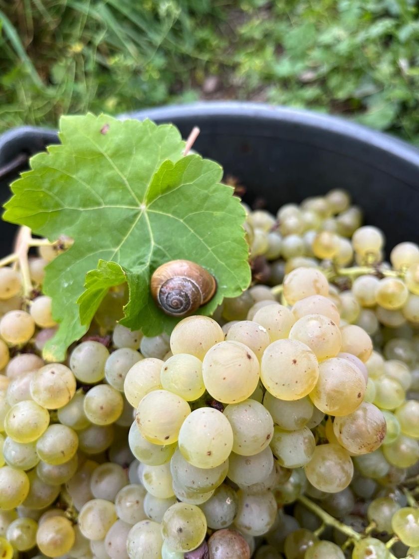 Weingut, Gästezimmer und Ferienwohnung Jörg Thul