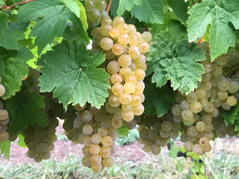 Weingut & Gästehaus Manfred Christoffel