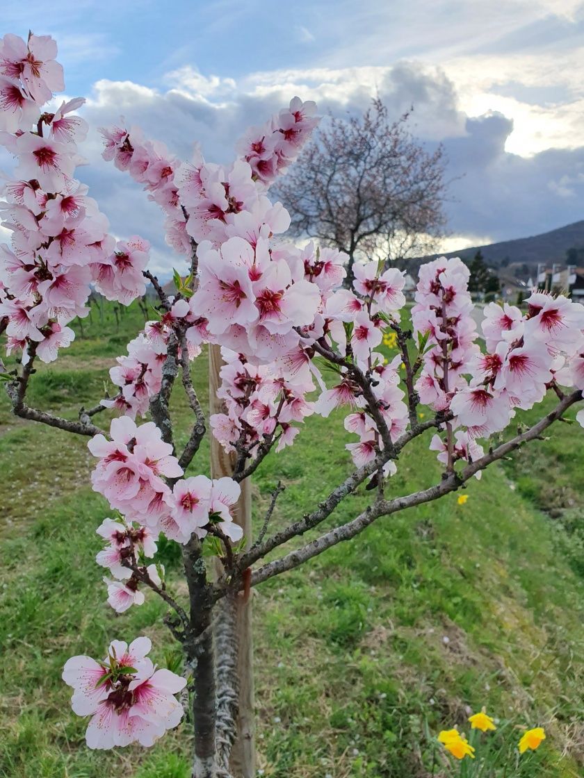 Mandelblüte