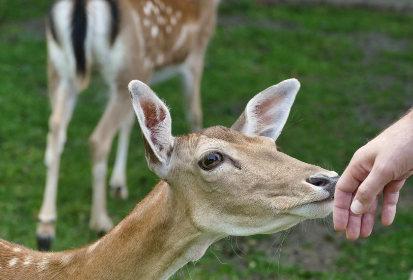 Wildgehege Saurucken