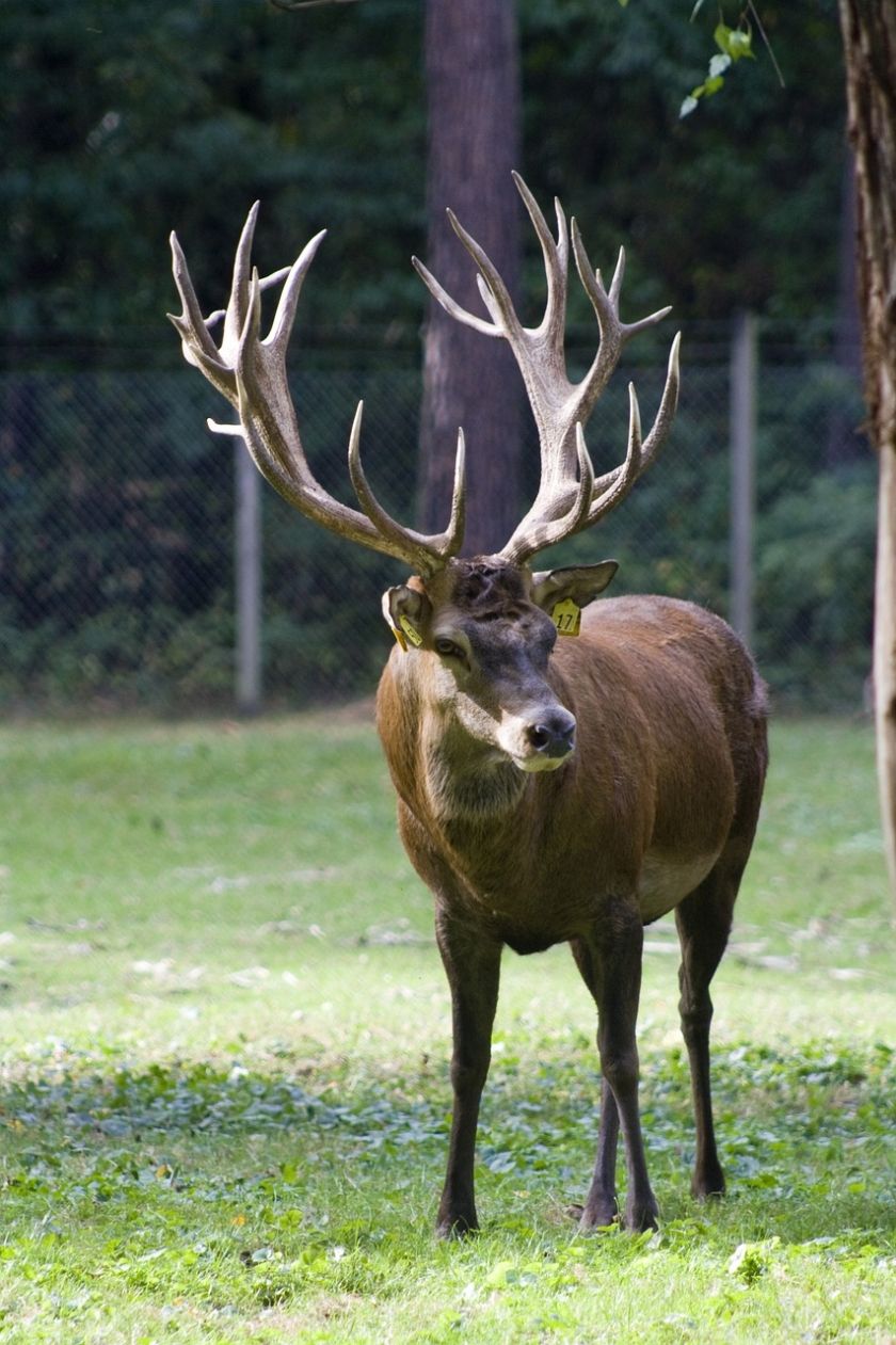 Wildgehege  Salvest und Wildgehege Natzental