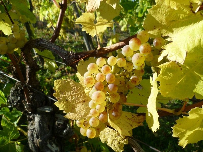 Ferienweingut Kreuz-Bauer in Minheim an der Mosel