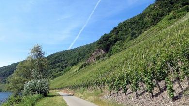 Kurzurlaub im Moseltal -  Ferien im Komfort-Appartement